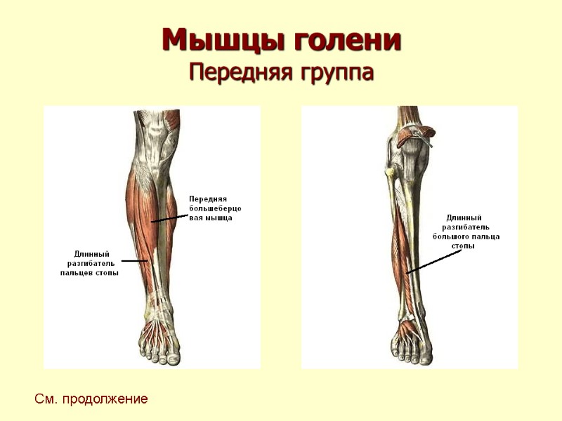 Мышцы голени Передняя группа См. продолжение